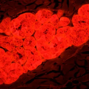 Микроскоп люминесцентный MAGUS Lum 450L, изображение 25