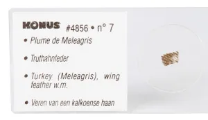 Набор микропрепаратов Konus 10: «Ящерицы, змеи и птицы», изображение 5