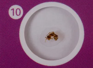 Набор микропрепаратов Levenhuk LabZZ C12, существа, изображение 6