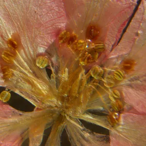 Микроскоп стереоскопический MAGUS Stereo A6, изображение 16