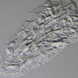 Устройство для работы методом дифференциально-интерференционного контраста (ДИК) MAGUS DIC290, изображение 11