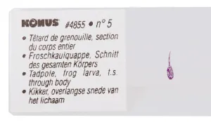 Набор микропрепаратов Konus 10: «Рыбы, лягушки и другие земноводные», изображение 3