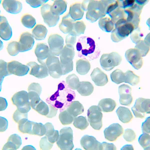 Микроскоп биологический MAGUS Bio 230BL, изображение 21